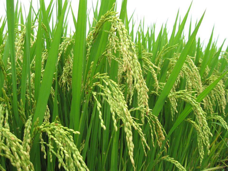 Production de riz : L’offre mondiale en net recul de 0,3% par rapport aux prévisions de mai, (USDA)