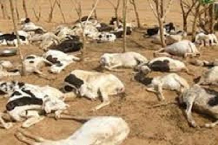 ​Ranch de Dolly : Plus de 10 000 moutons et chèvres tués par la forte pluie