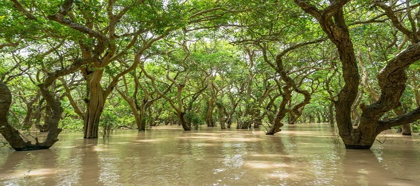 Les mangroves sont considérées aujourd'hui comme étant l'arme la plus efficace pour lutter contre l'érosion des côtes littorales.
