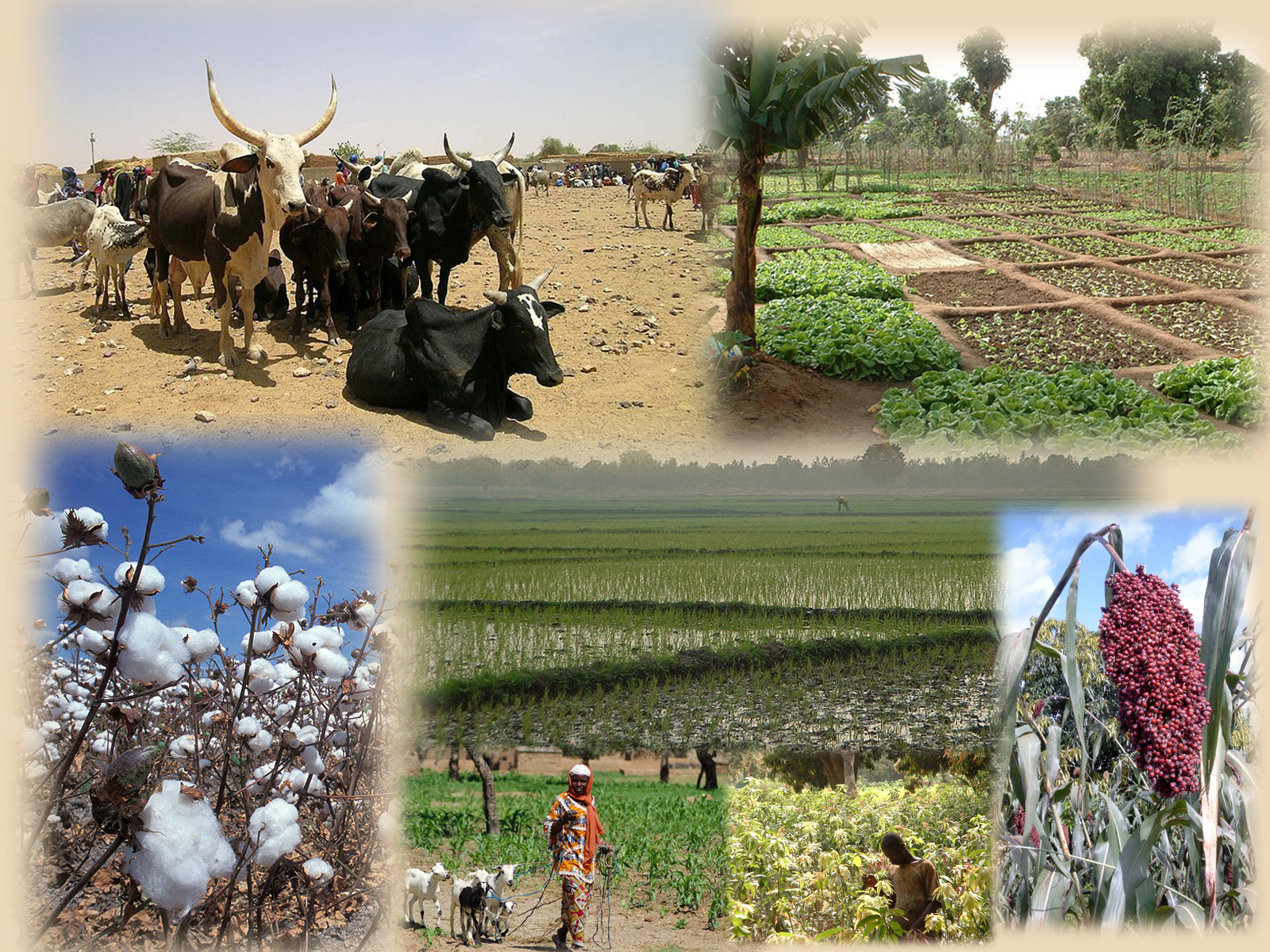 Les secteurs ouest africains du coton, du maïs et de l’élevage.