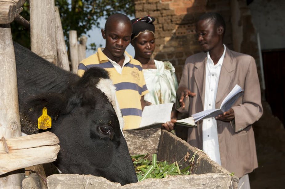 Agriculteur ougandais avec un conseiller à la recherche de registres laitiers pour une vache laitière.