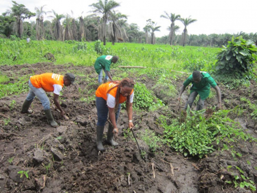 Afrique : l'âge moyen de la main-d'œuvre agricole varie d'environ 32 ans à 39 ans
