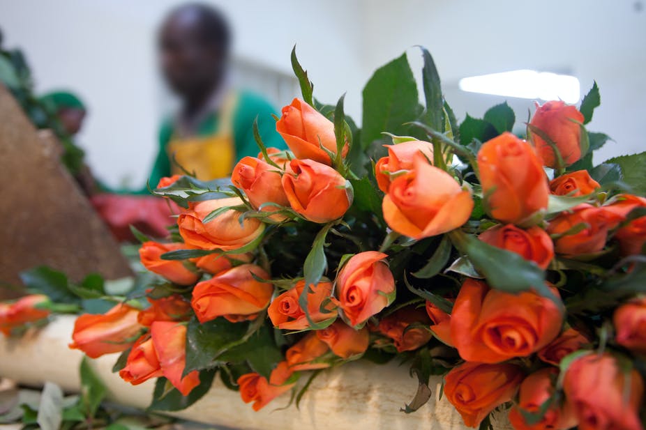 Les exportations kenyanes de fleurs vers l'Europe ont chuté de 50%, touchant environ 1 million de personnes. Getty Images