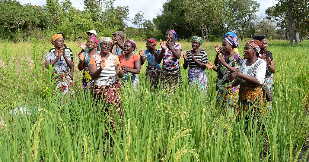Bénin : hausse significative des rendements agricoles et revenus des exploitants