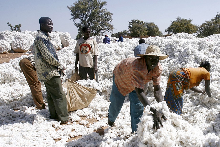Exportation du coton au Bénin.