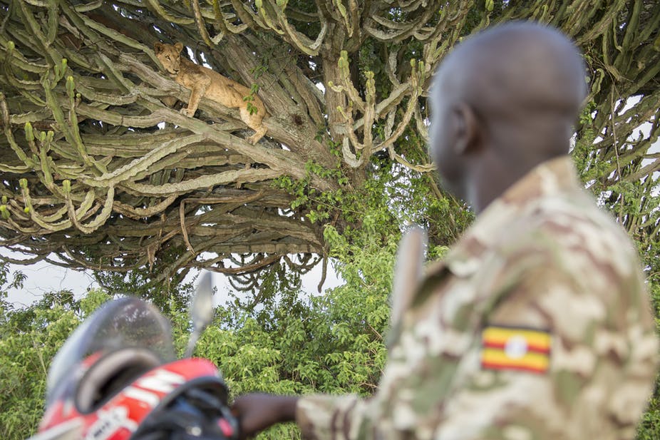 Jimmy Kisembo, un garde forestier de l'Uganda Wildlife Authority regarde un lion lors de sa patrouille de surveillance quotidienne dans le parc national Queen Elizabeth, en Ouganda. Alex Braczkowski , Auteur fourni