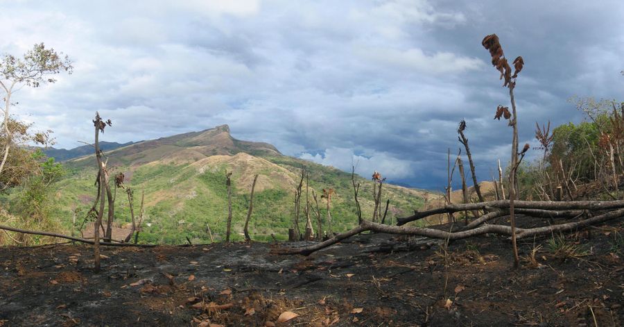 oliver griffith, ancien diplomate américain: "Il n'y a pas le temps de se disputer sur la façon de sauver les forêts"