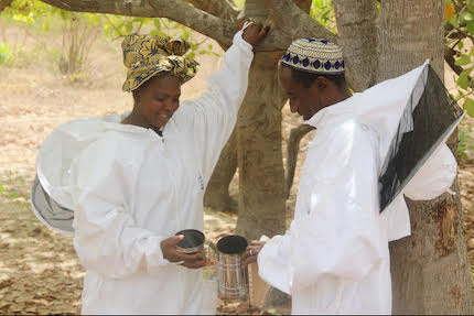 Un couple d’apiculteurs sénégalais travaille en équipe et récolte les fruits de l’égalité femmes-hommes.