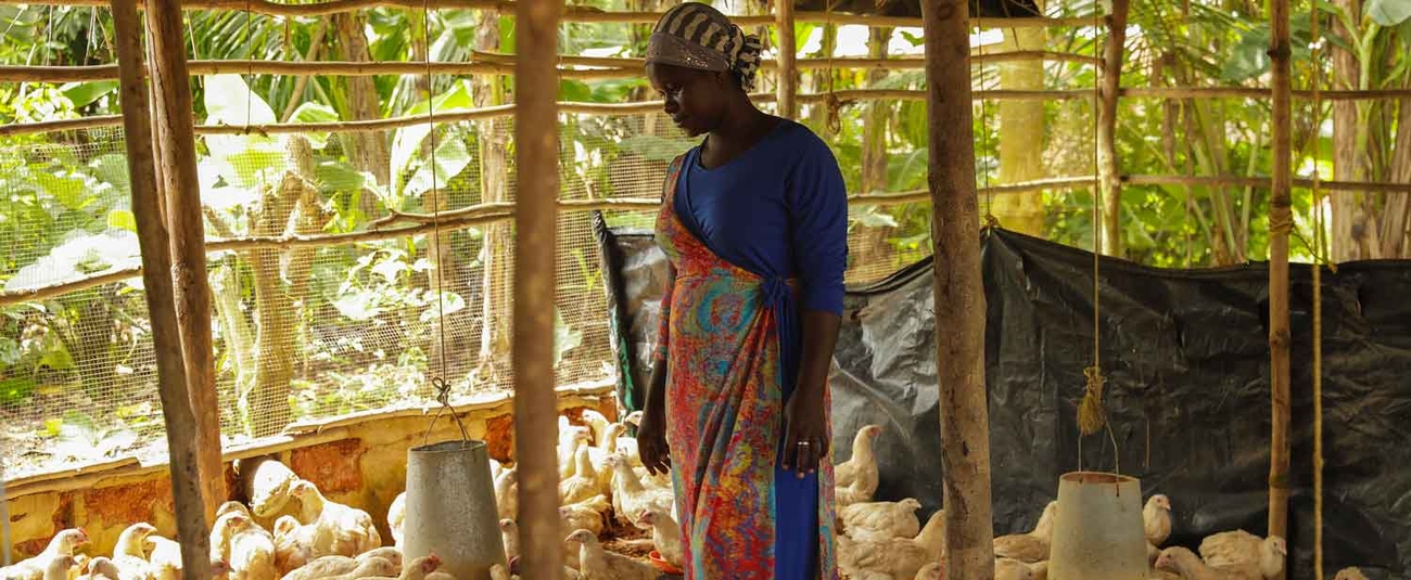 Le Projet de développement du pôle agro-industriel dans la région Nord de la Côte d’Ivoire va concerner outre la production céréalière, la production animale. Une femme s’occupant de sa ferme de volailles.