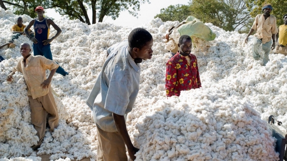 culture de coton au sénégal : les objectifs du gouvernement biaisé par les insectes