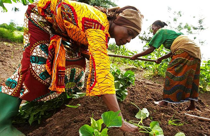 selon la fao, l’accès des femmes à l’égalité dans les systèmes agroalimentaires pourrait stimuler l’économie mondiale à hauteur de 1 000 milliards d’USD et faire baisser le nombre de personnes touchées par l’insécurité alimentaire de 45 millions