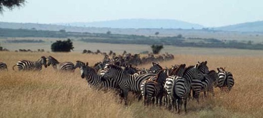 Parcs et réserves en Afrique, une richesse inestimable pour le tourisme