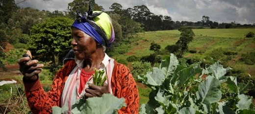 AgriPME : le numérique au service des agriculteurs du Togo