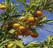 Mandarines : la Chine solide première producteur avec 20 millions de tonnes
