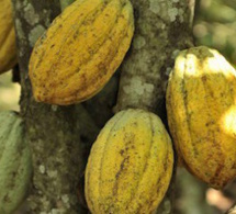 Côte d’Ivoire : neuf millions de dollars pour augmenter la productivité et les revenus des cacaoculteurs