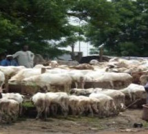 Mali : ce n’est pas encore le grand rush aux marchés des moutons de Tabaski