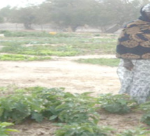 Un système de filets sociaux pour réduire la vulnérabilité de 15 000 ménages pauvres au Tchad