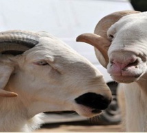 Saint-Louis : la rareté des moutons pour la Tabaski inquiète les clients