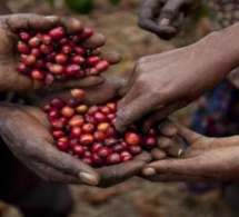 L'afrique de l'Est pourrait ne plus produire de café à cause du climat