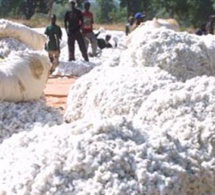 Le Mali pourrait atteindre un record de production de coton en 2016/17