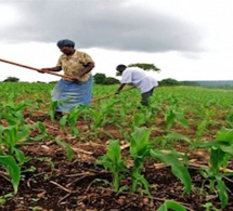 La Bad lance sa stratégie pour la transformation agricole en Afrique 2016-2025