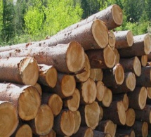 Hausse de la production mondiale de bois en 2015.