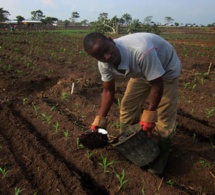Sénégal : le projet de l'entreprenariat agricole à l’étude.