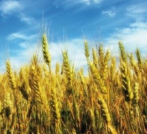 Une production mondiale de 744,5 millions de tonnes de blé attendue en 2017.