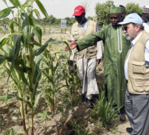 Bassin du lac Tchad : La FAO préconise des investissements dans l'agriculture