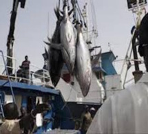 Saisie de 11 bateaux pratiquant illégalement la pêche lors d'une tournée de Greenpeace
