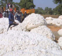 Cultures d’exportation dans l’Umoa : Hausse de la production de coton graines au 1er trimestre 2017
