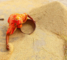 Le blé et la viande font remonter l’Indice des prix des produits alimentaires de la FAO en juin