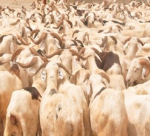 Autosuffisance en moutons en 2020 : Le Renades s’engage