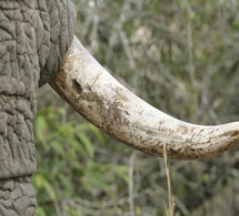 Le commerce local de l'ivoire a disparu en Afrique centrale