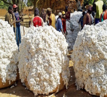 UEMOA : La production de coton estimée à 2.468.547 tonnes
