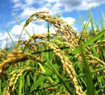 Production de riz : 603,7 millions de tonnes pour la campagne 2017-2018