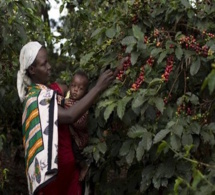 La recette du Kenya pour augmenter le revenu des producteurs de café