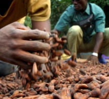 Côte d’Ivoire : l’agro-business, un secteur privilégié des établissements de microfinance