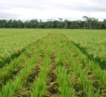 Les surfaces et les productions de riz du …Sénégal estimées à 3,16 millions d'hectares pour la campagne de commercialisation 2019/20