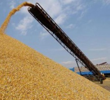 Le Sénégal table sur une production de plus de 4 millions de tonnes de céréales en 2019