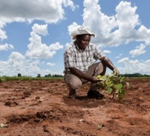 Adapter l’agriculture africaine au changement climatique