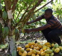 Le géant français du cacao SucDen contraint à soutenir le prix planché du cacao pour le bénéfice des cacaoculteurs ivoiriens et ghanéens