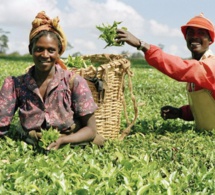Nigéria : principales perspectives du commerce agricole pour les exportateurs américains
