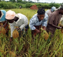 Côte d’Ivoire : principales perspectives du commerce agricole pour les exportateurs américains