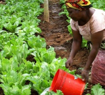 Sénégal : 5 000 fermiers visés pour bénéficier de la 3e campagne du programme OCP School Lab