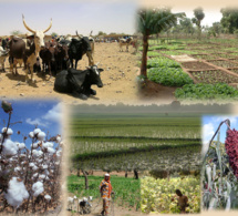 Zone Uemoa : les secteurs du coton, du maïs et de l’élevage plus compétitifs et plus rentables pour les exploitant agricoles