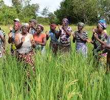 Bénin : hausse significative des rendements agricoles et revenus des exploitants