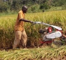 Côte d’Ivoire : un secteur primaire dynamique lié aux conditions climatiques favorables