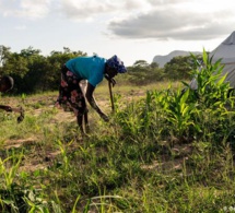 Balance des paiements Guinée Bissau : le taux de croissance situé à 4,5 pour cent en 2019