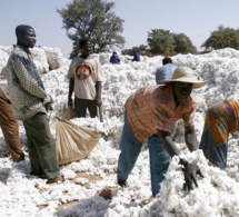 Bénin-Coton fibre : progression des exportations en 2019